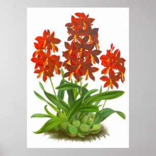 Vintag Orange Red Orchid Blume Poster