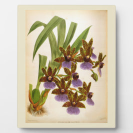 Vintag Orchids Lindenia Zygopetalum Gautieri Fotoplatte