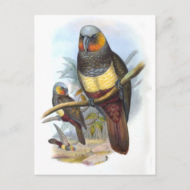 Vintag Parrot Bird PE_GC - Postkarte (Vorderseite)