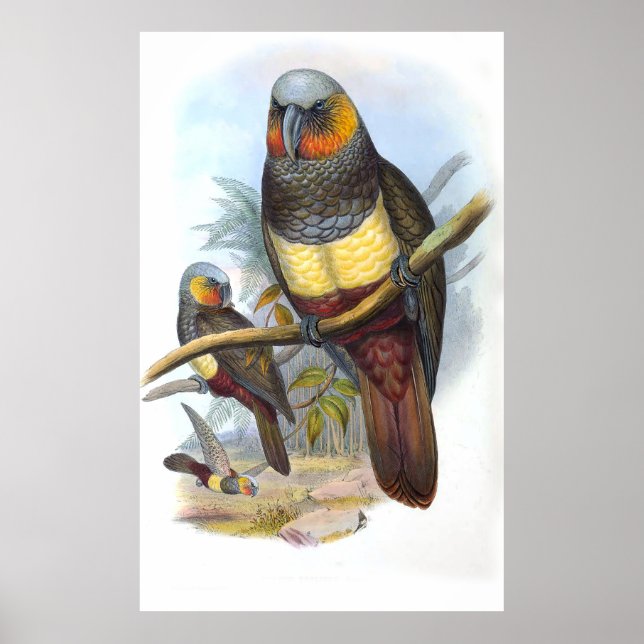 Vintag Parrot Bird Poster (Vorne)