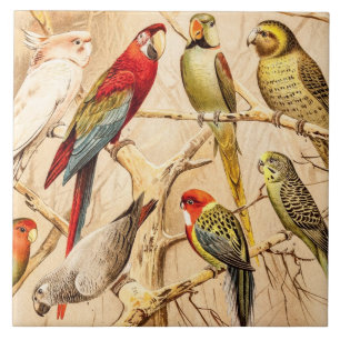 Vintag Parrot Cockatoo Conure Parakeet Cockatiel Fliese