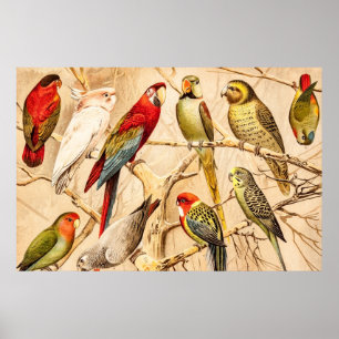 Vintag Parrot Cockatoo Conure Parakeet Cockatiel Poster