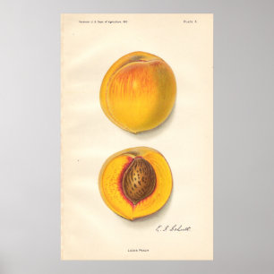 Vintag Peaches Poster