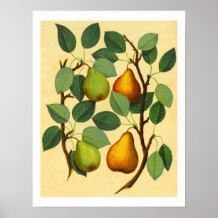 Vintag Pears v.2 Poster