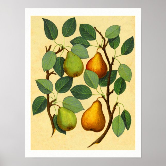 Vintag Pears v.2 Poster (Vorne)
