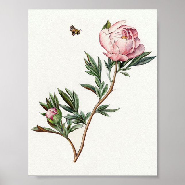 Vintag Peony Image Poster (Vorne)