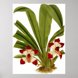 Vintag Pescatorea Klabochorum Orchid Blume Poster