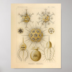 Vintag Phaeodaria Color Ernst Haeckel Print Poster