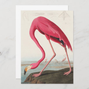 Vintag Pink Flamingo Audubon Einladung