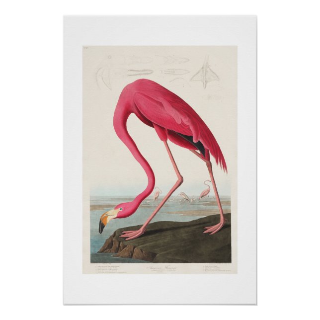 Vintag Pink Flamingo Audubon Poster (Vorderseite)