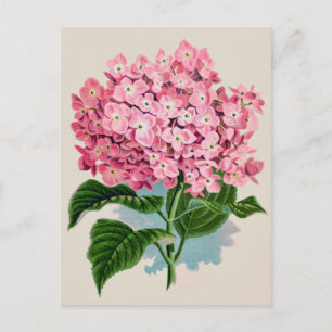 Vintag Pink Hydrangea Blume Postkarte