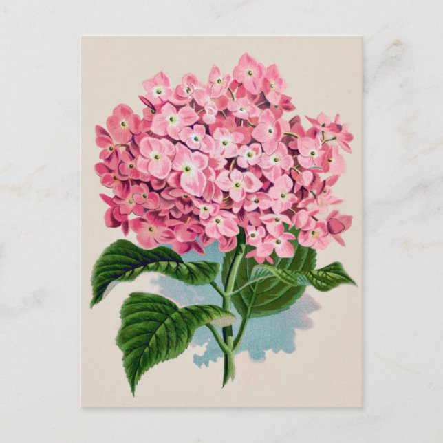 Vintag Pink Hydrangea Blume Postkarte (Vorderseite)
