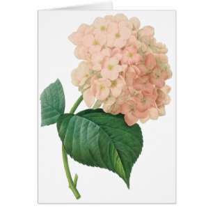 Vintag Pink Hydrangea Hortensia Blume von Redoute