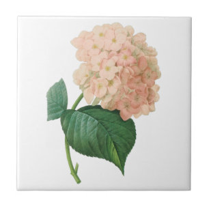 Vintag Pink Hydrangea Hortensia Blume von Redoute Fliese