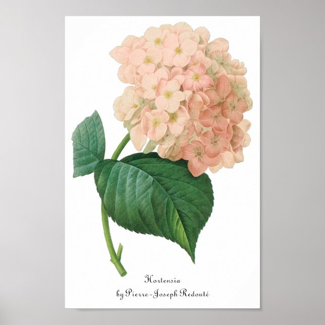 Vintag Pink Hydrangea Hortensia Blume von Redoute Poster (Vorne)