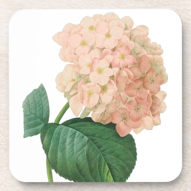Vintag Pink Hydrangea Hortensia Blume von Redoute Untersetzer (Vorderseite)