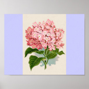 Vintag Pink Hydrangea Poster