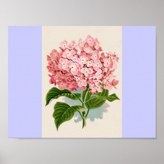 Vintag Pink Hydrangea Poster (Vorne)