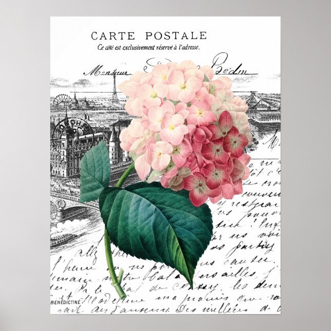 Vintag Pink Hydrangea Poster (Vorne)