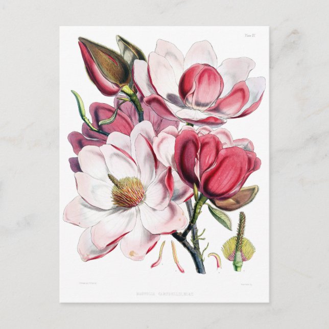 Vintag Pink Magnolia Blume Botany Illustration Postkarte (Vorderseite)