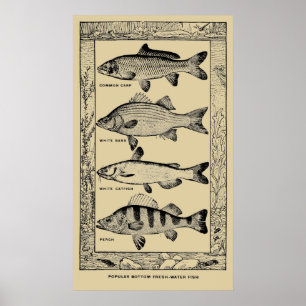 Vintag Popular Fresh Water Fish von Louis Rhead Poster