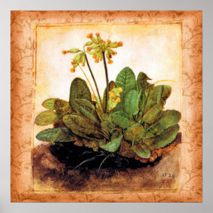 Vintag Primrose Primula Blume Poster
