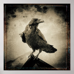 Vintag Raven Foto Poster