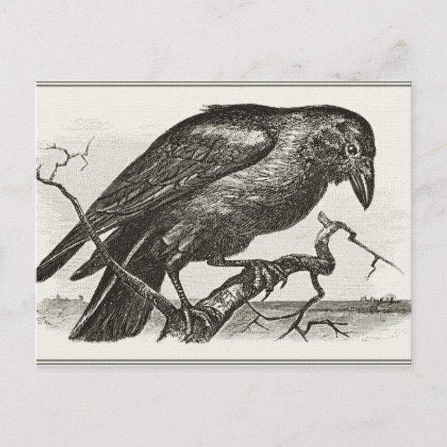 Vintag Raven Woodcut Postkarte (Vorderseite)