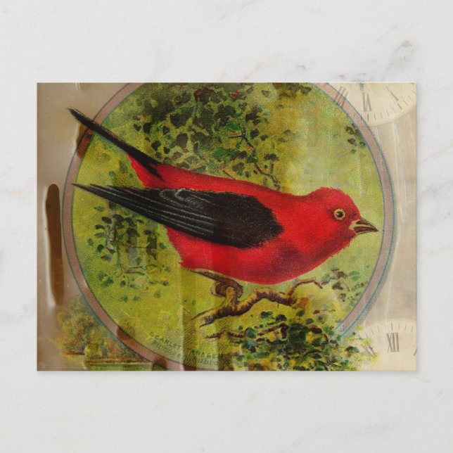 Vintag Red Bird Postkarte (Vorderseite)