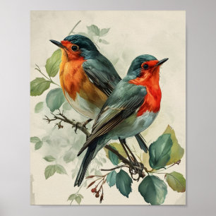 Vintag Red Breasted Robin Poster