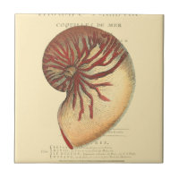 Vintag Red Conch Muschel