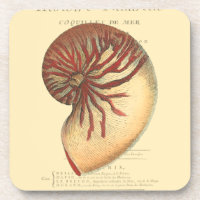 Vintag Red Conch Muschel