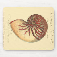 Vintag Red Conch Muschel