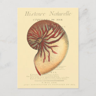 Vintag Red Conch Muschel Postkarte