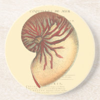 Vintag Red Conch Muschel