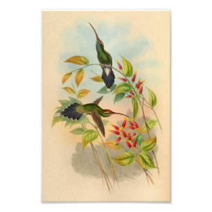 Vintag Red Green Hummingbird Print Blume Fotodruck