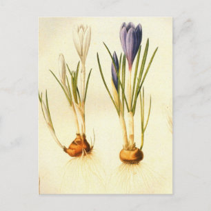 Vintag Redoute Crocus Postcard Postkarte