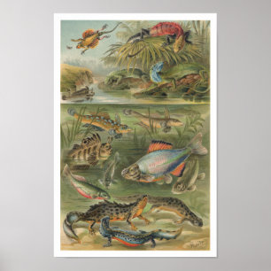 Vintag Reptiles Lizards Fish Poster