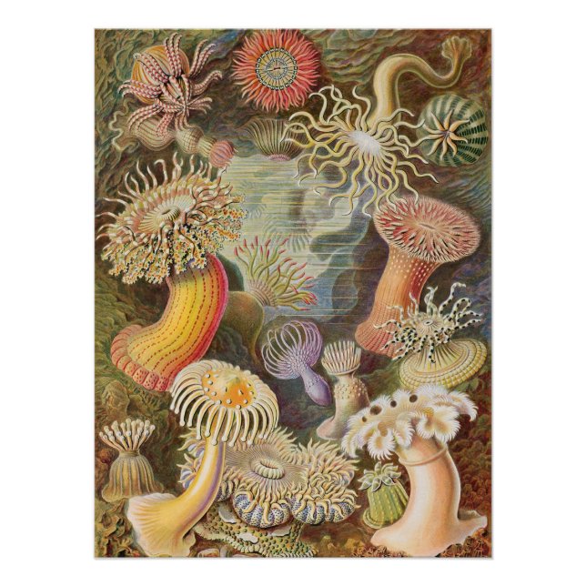 Vintag Retro Magic Mushrooms Poster (Vorderseite)