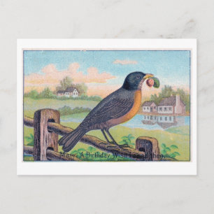 Vintag Robin Birthday Postcard Postkarte