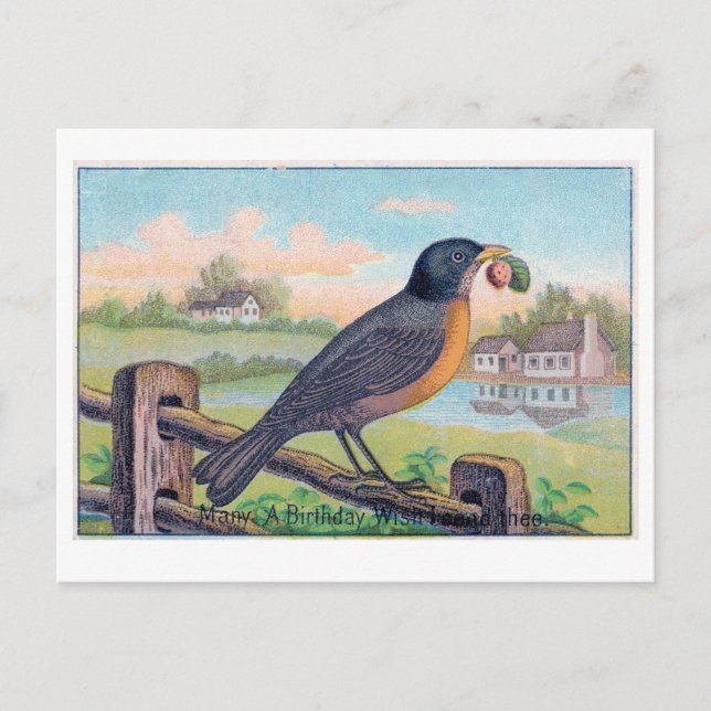 Vintag Robin Birthday Postcard Postkarte (Vorderseite)