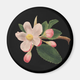 Vintag rosa Blossom Magnet