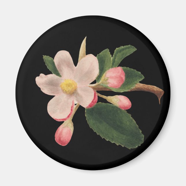 Vintag rosa Blossom Magnet (Vorne)