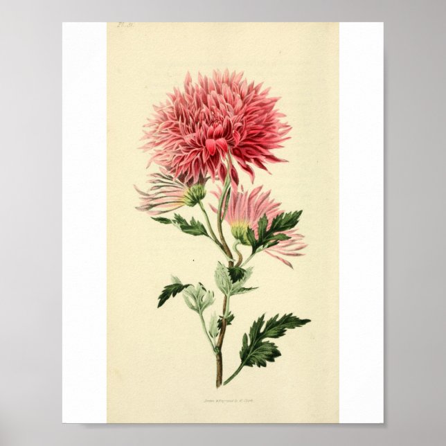 Vintag-Rosa-Chrysanthemum-Blume Poster (Vorne)