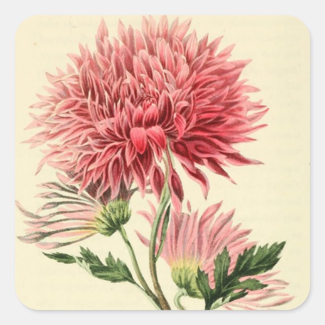 Vintag-Rosa-Chrysanthemum-Blume Quadratischer Aufkleber (Vorderseite)