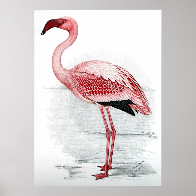 Vintag rosa Flamingo Poster (Vorne)