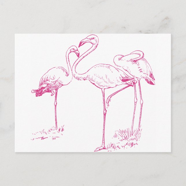 Vintag rosa Flamingo Zeichnend Postkarte (Vorderseite)