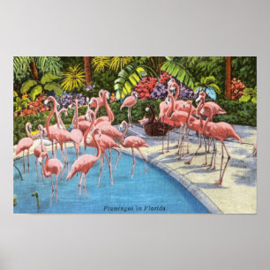 Vintag rosa Flamingos in Florida Poster