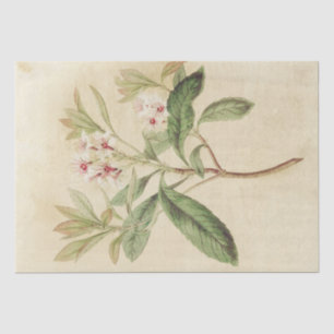 Vintag rosa florale Delikatesse Botanische Dekoupa Seidenpapier