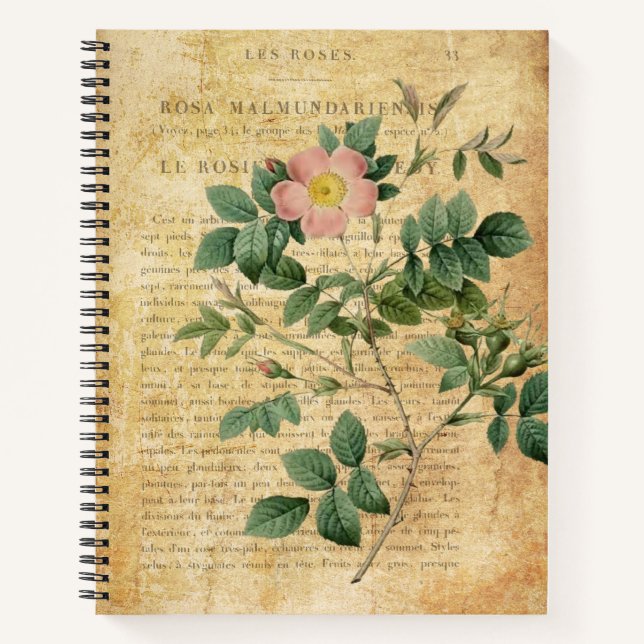 Vintag Rosa malmundariensis Notizbuch (Vorderseite)